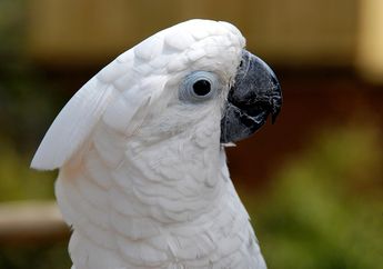 Taman Nasional di Maluku Ada Dua, lo! Apa Saja, ya? Ayo, Kita ke Sana!