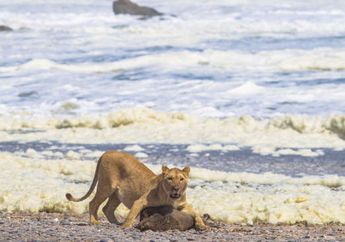 Singa Gurun Namibia Terlihat Memakan Hewan Laut, Apa Sebabnya, ya?