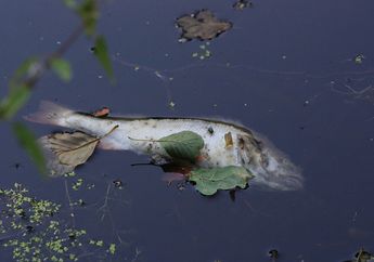 Saat Ikan Mati, Tubuhnya Terbalik dan Mengapung, Kenapa, ya?