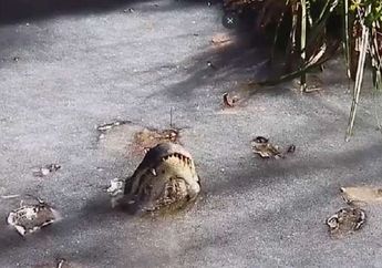 Seekor Buaya Bisa Bertahan Hidup di Rawa yang Membeku, Bagaimana Caranya?