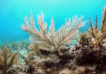 Lava Gunung Berapi yang Mengeras Bisa Membantu Memulihkan Karang di Great Barrier Reef