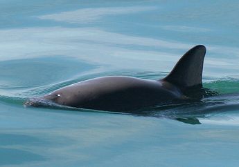 Yuk, Cari Tahu Berbagai Fakta Lumba-Lumba Vaquita yang Terancam Punah!
