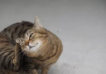 Tak Perlu Panik, Lakukan Hal Ini Kalau Kucing Terkena Kutu