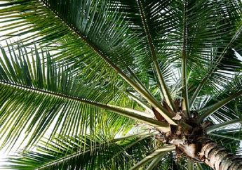 Banyak Tumbuh di Pantai, Tanaman Kelapa Punya Banyak Manfaat (Bag. 1)