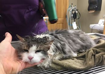 Seekor Kucing yang Membeku Diselimuti Salju Akhirnya Berhasil Diselamatkan