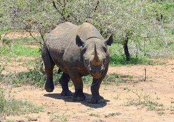 Konservasi Berhasil! Populasi Badak Hitam di Afrika Selatan Meningkat