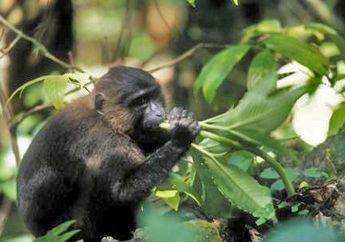 Unik, Kera Hitam Sulawesi Punya Kepala Suku, lo! Pernah Lihat?