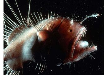 Inilah 6 Hewan Laut Paling Misterius yang Jarang Diketahui
