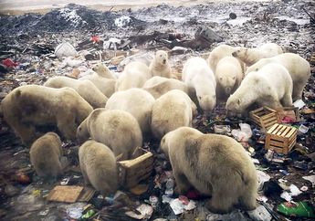 Sekawanan Beruang Kutub Kelaparan dan Mencari Makan di Tempat Sampah