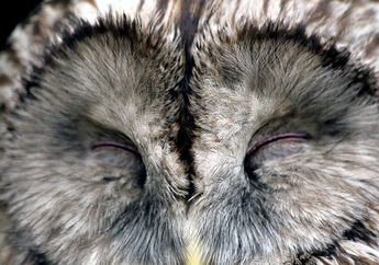 Selalu Terlihat Terbang di Langit, Apa Burung Juga Tidur Seperti Kita?