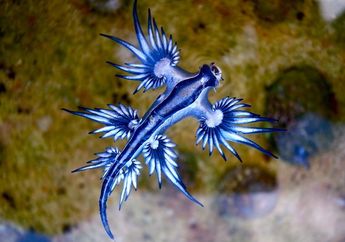 Punya Warna yang Menarik, Siput Laut Naga Biru Justru Harus Diwaspadai