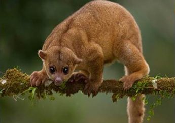 Selain Sun Bear, Ada Beruang Madu Lainnya, lo! Kinkajou Namanya!