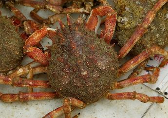Yuk, Lihat Bagaimana Proses Kepiting Berganti Cangkang!