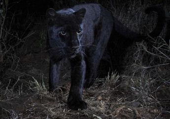 Wah, Tim Ilmuwan Berhasil Memotret Leopard Hitam yang Langka
