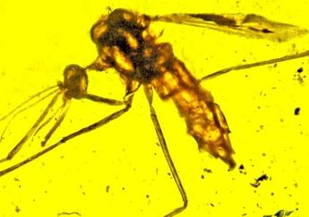 Ditemukan Fosil Nyamuk yang Mungkin Membawa Penyakit Malaria di Zaman Dinosaurus