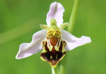 Ada yang Mirip Lebah Tersenyum, 7 Bunga Ini Memiliki Bentuk yang Unik!
