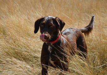 Anjing Liar di Chernobyl Sudah Bisa Diaopsi, Berbahaya atau Tidak, ya?