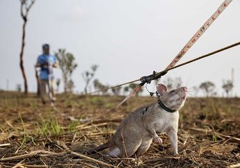 Selain Anjing, Hewan-Hewan Ini Juga Punya Indra Penciuman yang Hebat
