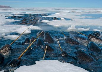 Terkenal sebagai Unicorn Laut, Ini 5 Fakta Unik Paus Bertanduk Narwhal