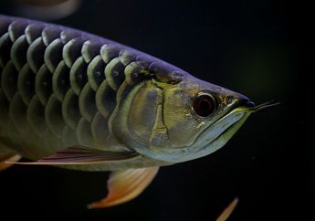 Ikan Arwana Salah Satu Ikan Akuarium Termahal di Dunia, Kenapa, ya?