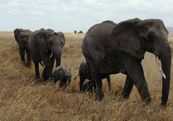IUCN Umumkan Populasi 2 Spesies Gajah Afrika Termasuk Terancam, Apa Dampaknya jika Gajah Punah, ya?