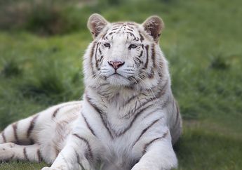 Apakah Harimau Putih adalah Spesies yang Berbeda? #AkuBacaAkuTahu