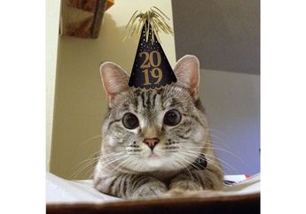 Lucu dan Menggemaskan! Ini 10 Akun Kucing Paling Populer di Instagram