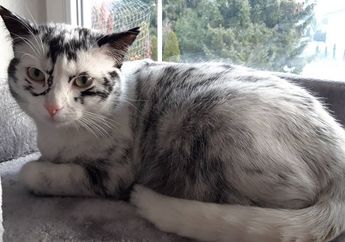 Karena Vitiligo, Bulu Kucing Ini Berubah Warna, lo! Apa Itu Vitiligo?