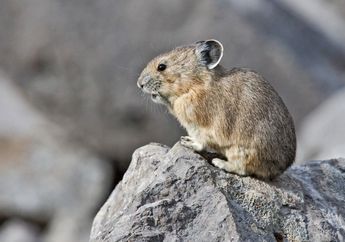 Pika, Hewan Imut yang Bersaudara dengan Kelinci, Kenalan, yuk!