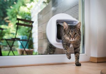 Kenapa Kucing Bisa Ingat Tempat yang Jauh dan Sudah Lama Tidak Ia Datangi?
