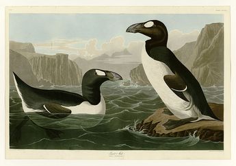 Penyebab Kepunahan Great Auk, Burung Laut yang Mirip Penguin