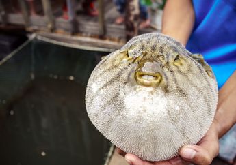 Untuk Bisa Memasak Ikan Buntal, Koki di Jepang Harus Punya Sertifikat Khusus, lo!