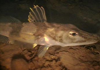 Ikan Es Sirip Hitam Bisa Hidup di Laut Terdingin Bumi, Apa Rahasianya?
