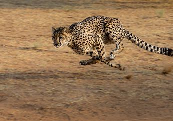 Cheetah Binatang Darat Tercepat, Bagaimana Cara Ia Berlari Cepat?