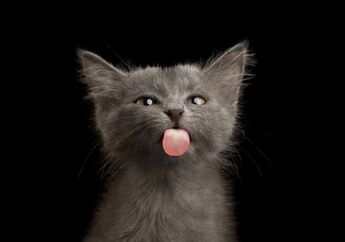 Meski Lucu, Kucing yang Suka Menjulurkan Lidah Juga Perlu Diwaspadai