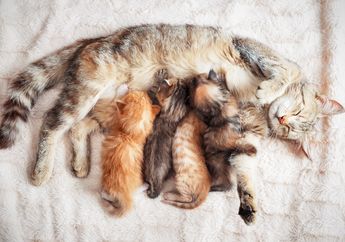 Berapa Lama Kucing Hamil dan Bagaimana Ciri-Ciri Sebelum Melahirkan?