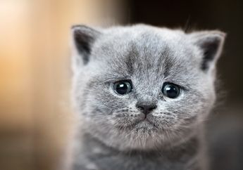 Pernah Melihat Kucing Mengeluarkan Air Mata? Ternyata Itu Bukan Tanda Sedih, lo!