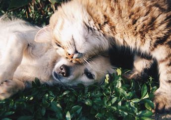 Kucing Suka Menempelkan Kepalanya pada Siapa Saja, Kenapa, ya?