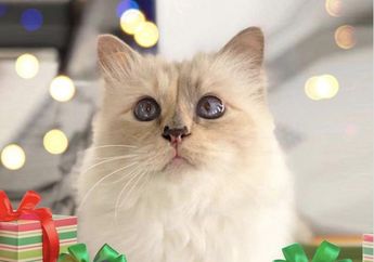 Choupette, Kucing Terkenal Milik Karl Lagerfeld yang Pernah Jadi Model