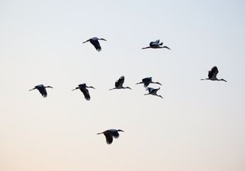 Burung Tidak Punya Kandung Kemih, Bagaimana Cara Burung Pipis, ya?