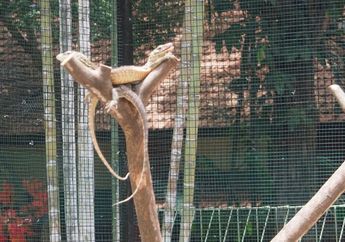 Kabar Bahagia! 74 Bayi Komodo Menetas di Kebun Binatang Surabaya