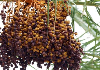 Apa Bedanya Kandungan Buah Kurma Segar dan Kurma Kering, ya?