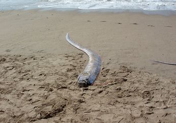 Benarkah Ikan Oarfish Bisa Deteksi Gempa dan Tsunami? #AkuBacaAkuTahu