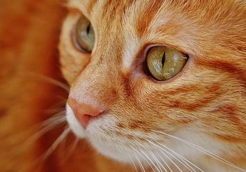 Pernah Lihat Kucing Saling Mengendus Hidung? Apa Artinya, ya?