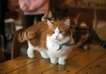 Sering Memanggil Kucing 'Pus'? Ini Panggilan Lain Kucing di Berbagai Negara