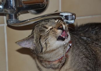 5 Cara Agar Kucing Mau Minum Lebih Banyak, Pernah Coba?