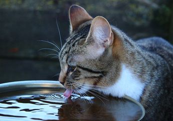Kucing Kesayanganmu Tidak Mau Minum? Ini 5 Cara Agar Kucing Mau Minum yang Cukup