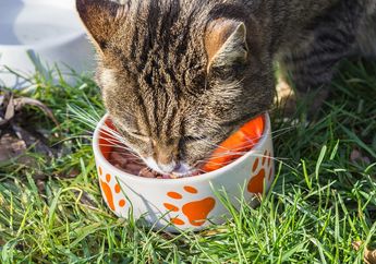Baru Pertama Kali Pelihara Kucing? Begini Cara Memberi Makan Kucing