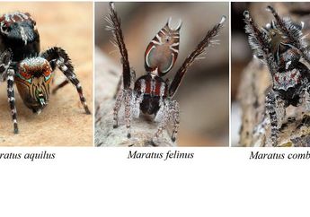 3 Spesies Laba-Laba Ini Punya Warna yang Unik dan Hanya Seukuran Beras
