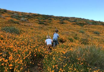 Sedih, Superbloom yang Mekar di Gurun California Saat Ini Rusak